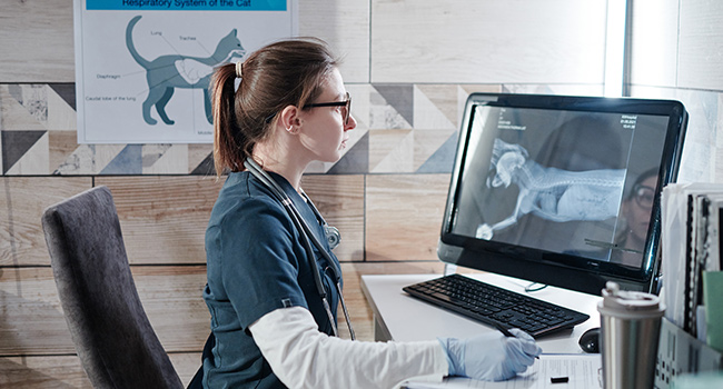 Vet working on computer